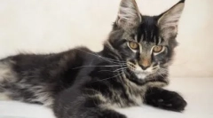 5 Známek, pro které je možné rozlišit tuto maine coon ze směsi